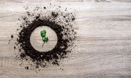 wooden background concept earth piled circle dish texture landing center sprout parsley coriander greens spring horizontalの写真素材