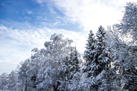 forest christmas trees birch snowy landscape diagonal winter snow sun wallpaper horizontal...