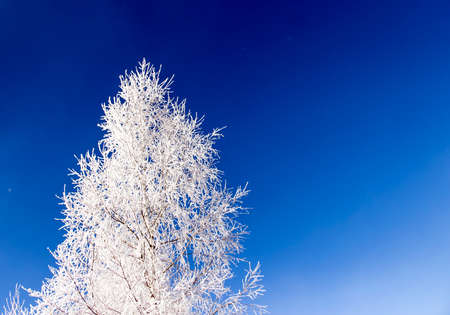 Birch in snow and frost on a background of blue sky in the form of a Christmas treeの写真素材