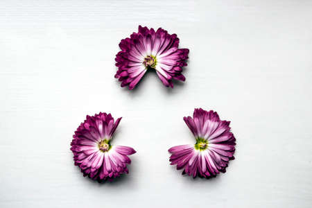 three pink flowers chrysanthemums without a part of the petals triangle fidget spinnerの写真素材