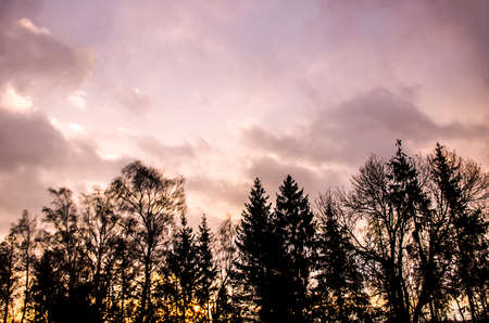 dawn forest tree birches spring warm tones silhouette trees skyの写真素材