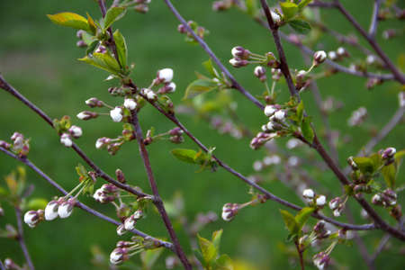 tree cherry cherry branches leaves blossom green pink blur backgroundの写真素材