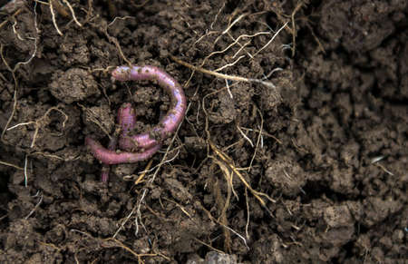 on the ground with roots two worms creep loosely weave for fishing tackleの写真素材