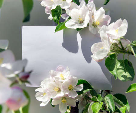 white rectangular horizontal sheet of paper card in green leaves and flowers of apple tree branchesの写真素材