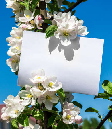 white rectangular horizontal sheet of paper card in green leaves and flowers of apple tree branches verticalの写真素材