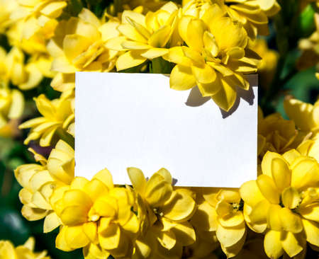 white rectangular horizontal sheet of paper card in yellow flowers kalandiva plantsの写真素材