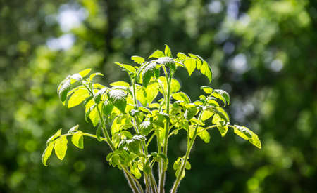 on a green blurry background of foliage on a sunny day of a plant tomato leaves in sunlight a back light detailの写真素材