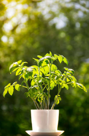 blurred background vertical light in a white pot flower plant tomato bokeh rays sunlight backlightの写真素材