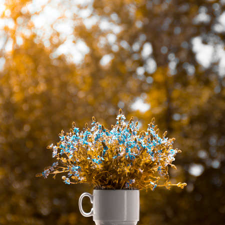 Blurred background vertical back lighting in a white cup bouquet of wildflowers blue golden forget-me-notの写真素材