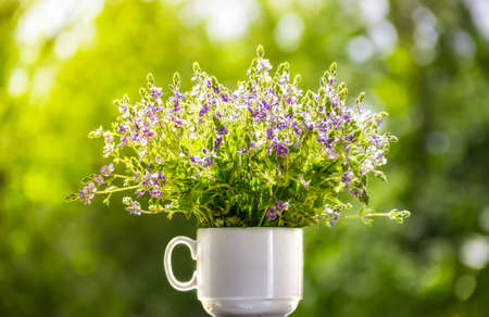 background blur horizontal backlighting in a white cup bouquet of field flowers blue gold forget-me-notの写真素材