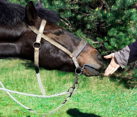 a man's hand gives his hand to the horse's horse harnessed knot knotsの写真素材