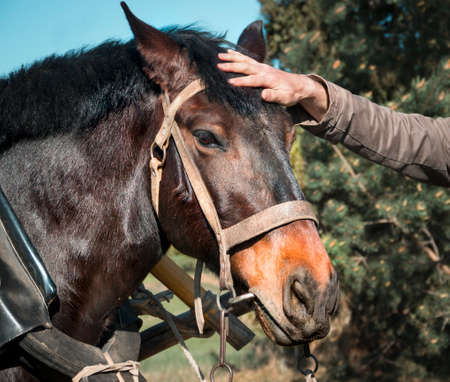 man's hand strokes the horse's head harnessed knot bridleの写真素材