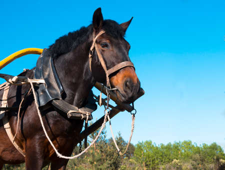 against a blue sky the head of a horse harnessed to a cart for a rider ride a horse transport knot bridleの写真素材