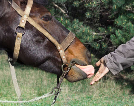 man's hand gives his hand to the horse's horse harnessed knot bridle tongueの写真素材