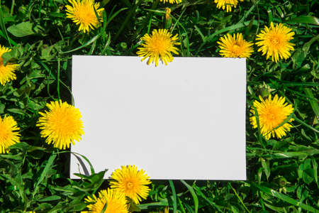 on a green grass with yellow dandelions white clean sheet rectangle of spears