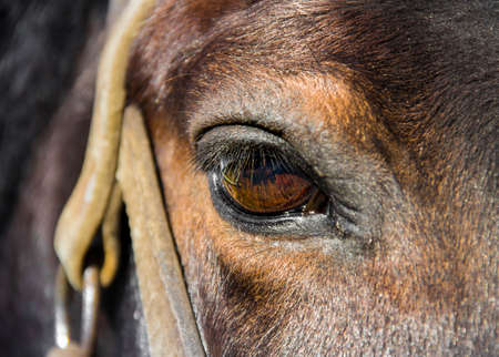 full face of a horse harnessed to a cartの写真素材