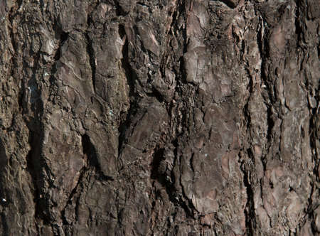 texture background tree old oak baobab streaks powerfulの写真素材