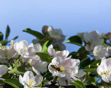 on a blue sky background a branch of an apple tree with flowers and leaves sits a bee copy spaceの写真素材