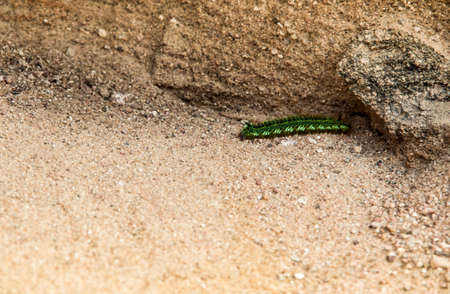 on the sand in the deepening the green shaggy multinucle caterpillar crawlsの写真素材