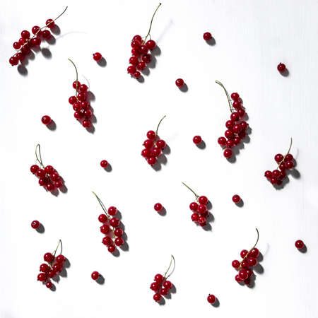 on white background red currant pattern twigs and berries square summerの写真素材