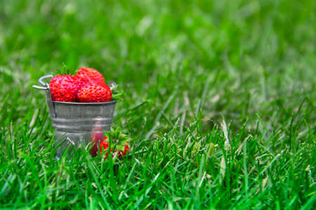 on the green grass is a bucket with berries strawberries strawberry red color inscription place copy spaceの写真素材
