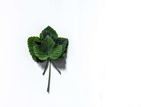 on white background three-sheet currant inscription place isolateの写真素材