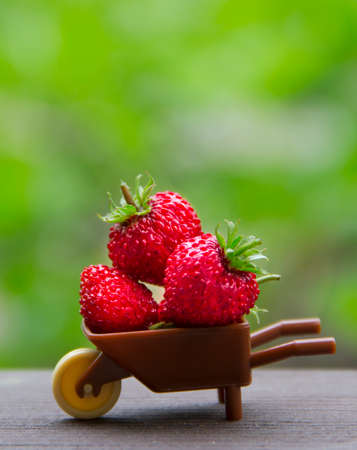 on a green background wheelbarrow with berries red strawberries strawberry place inscription verticalの写真素材