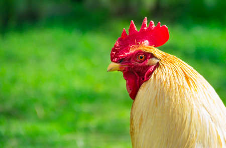 on a green background cock in profile muzzle beak comb red red eyesの写真素材