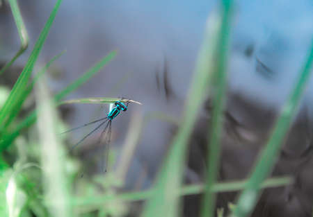 on a blade of grass on a green and blue background a blue dragonfly sitsの写真素材
