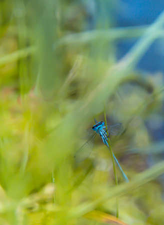 on a blade of grass on a green and blue background a blue dragonfly sits