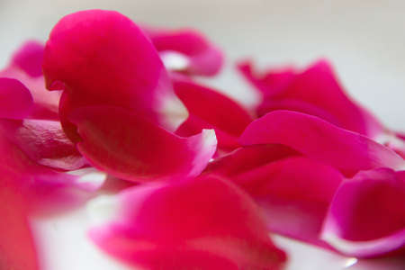 background of rose petals on a white background gently lieの写真素材