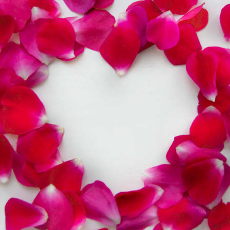 background of rose petals pink on a white background gently lie in the heart of a whiteの写真素材