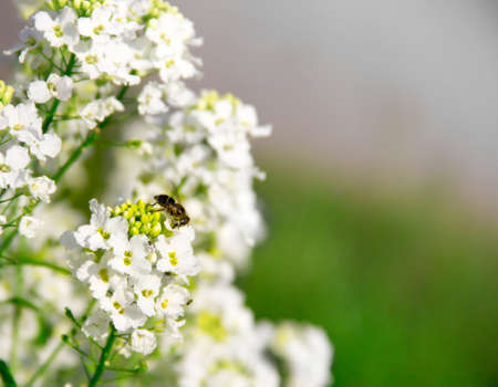 white flowers on a bush plant horseradish sits bee background inscription