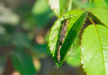 on the leaves of the rose sits two dragonfly mating backgroundの写真素材