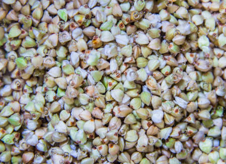 background texture green not steamed buckwheat with air bubblesの写真素材