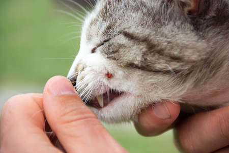 on a green background on the hand of a cat's muzzle with a parasite of a tick red bloodの写真素材