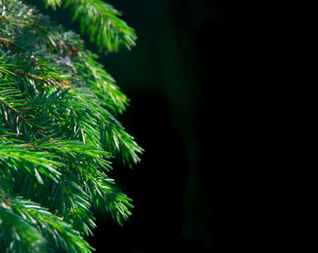 new year background texture spruce live branches holiday christmas copy spaceの写真素材