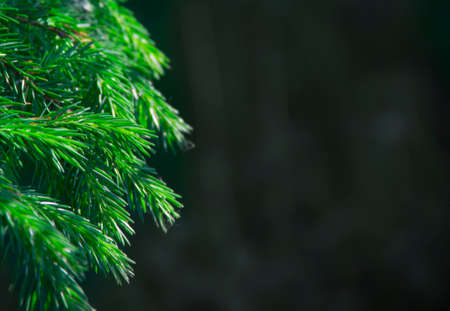 new year background texture spruce live branches holiday christmas copy space greenの写真素材