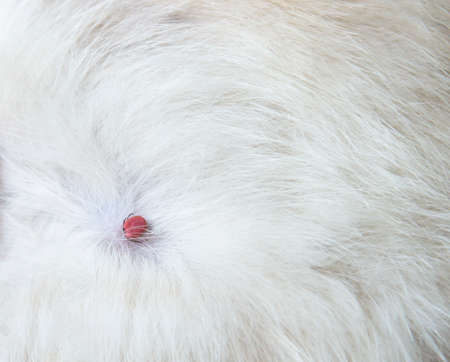 on the white coat of a domestic cat's cat the mite with red blood of a hand bitten copy spaceの写真素材