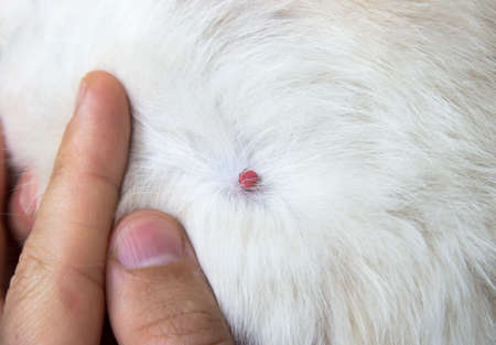 on the white coat of a domestic cat's cat the mite with red blood of a hand bitten copy spaceの写真素材