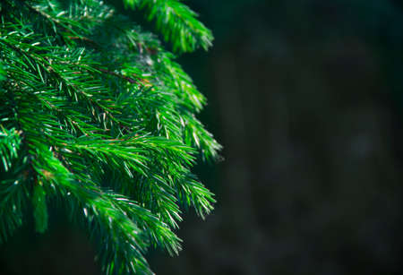 new year background texture spruce live branches holiday christmas copy space greenの写真素材