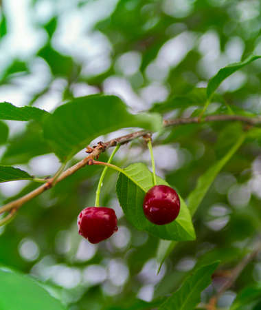 cherry grows on a tree two berries green leaves bokeh copy spaceの写真素材