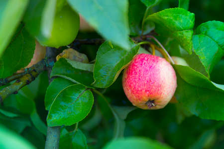 Apple on apple tree white yellow red white pouring grows in drops of dew copy spaceの写真素材
