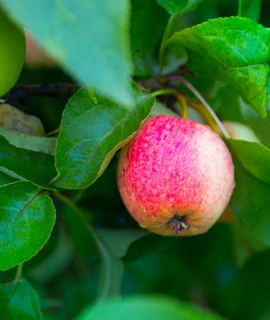 Apple on apple tree white yellow red white pouring grows in drops of dew copy spaceの写真素材