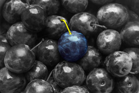 Background texture plum blue color on black and white monochrome fruit fruit sweet matte beautiful juicyの写真素材