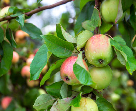 apple on apple tree white yellow white pouring grows in drops of dew copy spaceの写真素材