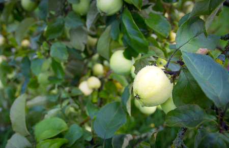 apple on apple tree white yellow white pouring grows in drops of dew copy spaceの写真素材