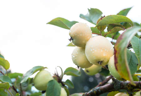 apple on apple tree white yellow white pouring grows in drops of dew copy spaceの写真素材