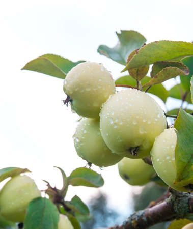 apple on apple tree closeup photoの写真素材