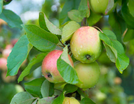 apple on apple tree closeup photoの写真素材